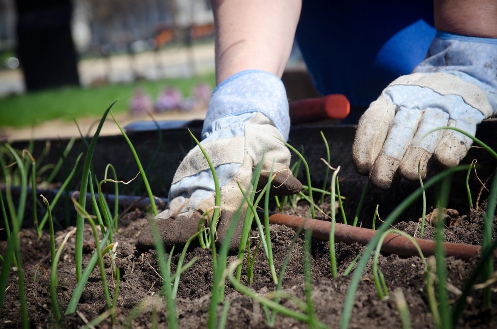 gardening garden hands soil