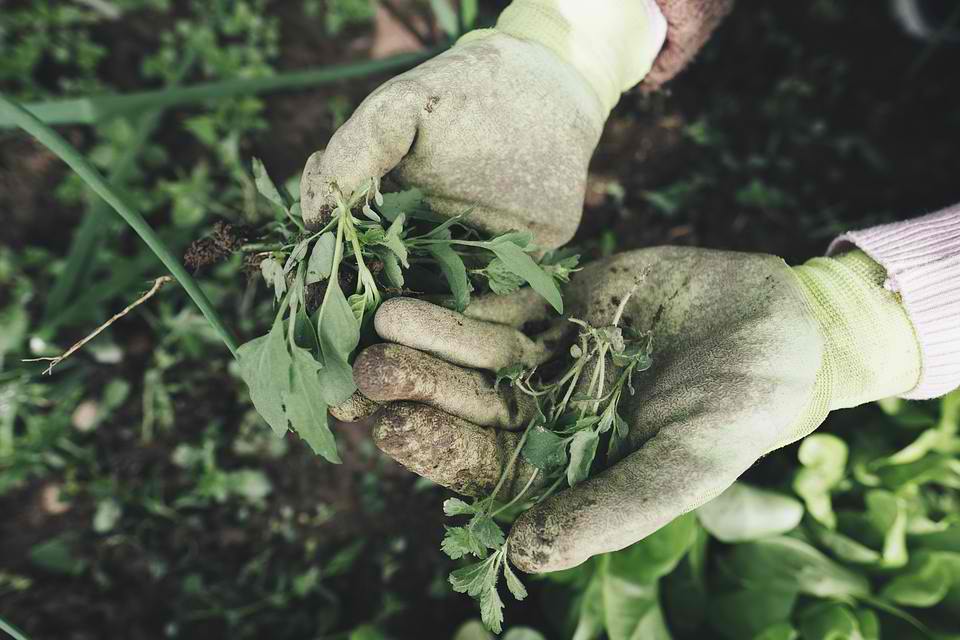 Plant-Agriculture-Field-The-Farm-Gardening-Grass